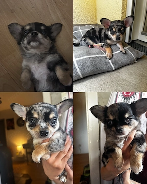 Mini Chihuahua Welpen   2 Monate alt   Liebevolles Zuhause gesucht   