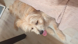 Kleiner Junghund spitz Mischling Sicht ein neues Zuhause 