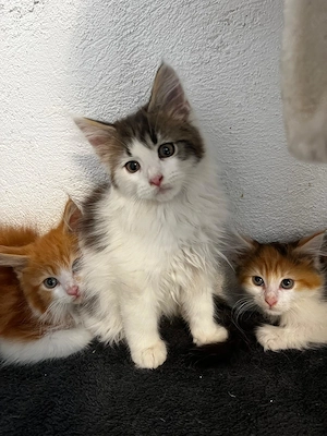 Maine Coon Kitten reinrassig