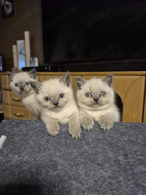 BKH Blue Point Kitten