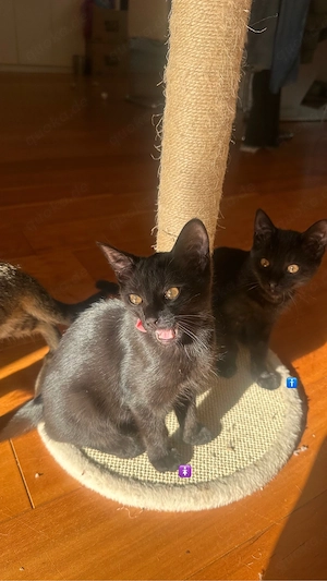 2 katzenbabys abzugeben! (ein männchen, ein weibchen)