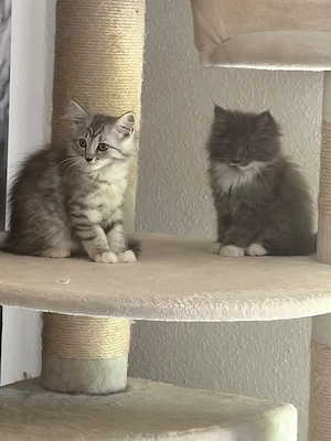 UPDATE nur noch 2 Maicoon weibchen kitten da  [ REINRASSIG ]