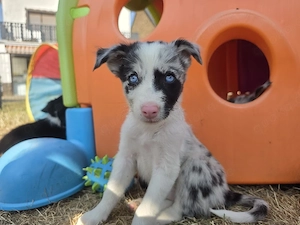 reinrassige Border Collie Welpen 