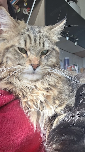 Maincoon kater abzugeben 