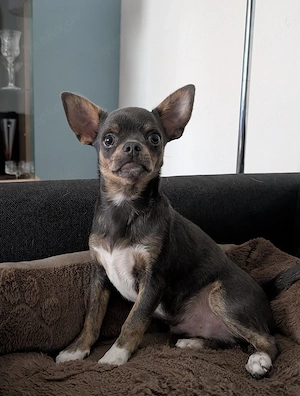 Chihuahua Rüde.