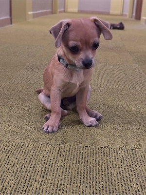 Chihuahua welpen 