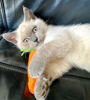 Süsses BKH Kitten Mädchen ab sofort
