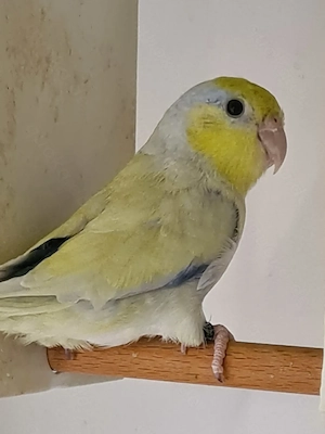 Blaugenick Sperlingspapageien abzugeben  Bild 2