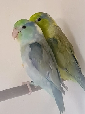 Blaugenick Sperlingspapageien abzugeben  Bild 3