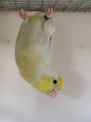 Blaugenick Sperlingspapageien abzugeben 