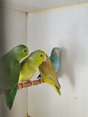 Blaugenick Sperlingspapageien abzugeben  Bild 5