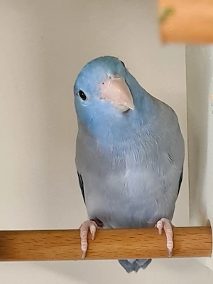 Blaugenick Sperlingspapageien abzugeben  Bild 4