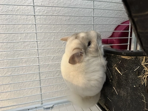 Paar Chinchillas zu verkaufen