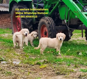 Golden-Retriever-Welpen zu verkaufen