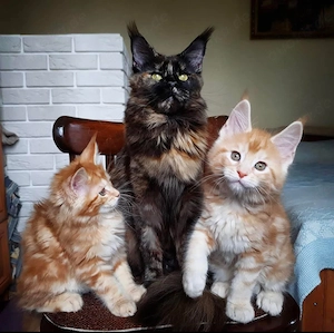  Maine-Coon-Kätzchen zur Adoption 