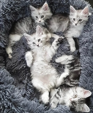  Maine-Coon-Kätzchen zur Adoption 