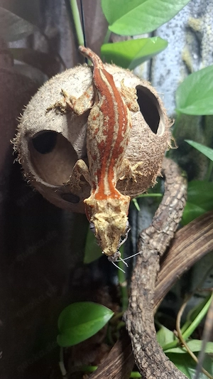 0,1 Rhacodactylus Auriculatus Höckerkopfgecko Gargoylgecko weibl.