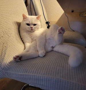 Katzen Kleintiere