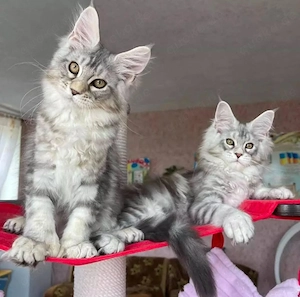  Maine-Coon-Kätzchen zur Adoption 