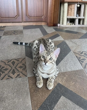 Einzigartiges, 4 Monate altes Snow Leopard Coloured Bengal Kätzchen sucht geliebte Besitzer.