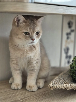  2 reinrassige BKH Kater, 6 Monate, 2  geimpft