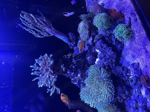 Korallen abzugeben, LPS, SPS, Weichkorallen, Lederkorallen, Anemonen