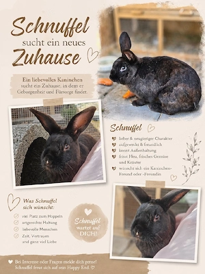 Kaninchen sucht neues zu Hause