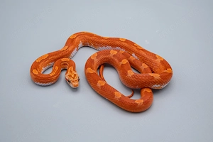 0.1 Hypo Diffused Motley Pied