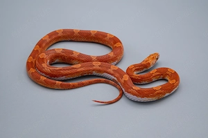 0.1 Hypo Diffused Pied