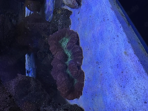 Lobophyllia