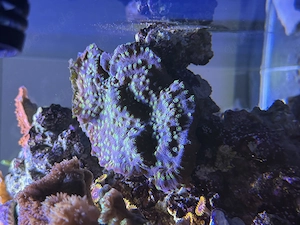 Echinopora Lamellosa 