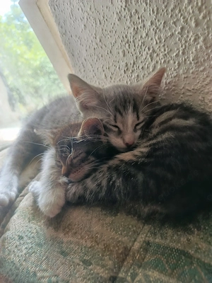 Katzenbabys abzugeben  Bild 2