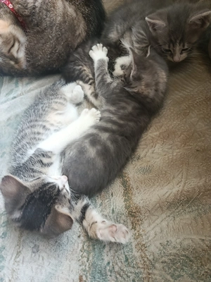 Katzenbabys abzugeben  Bild 3