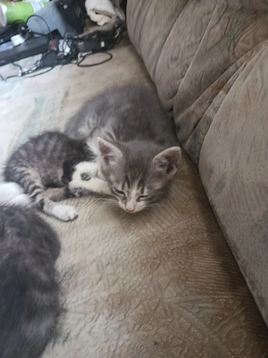 Katzenbabys abzugeben  Bild 4