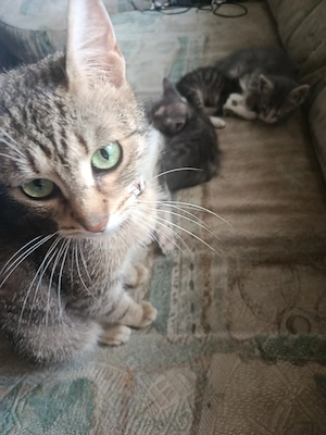 Katzenbabys abzugeben  Bild 5
