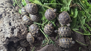 Testudo hermani böttgeri Griechische Landschildkröten zu verkaufen