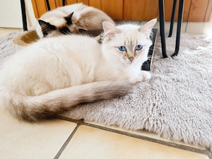Ragdoll Kitten dürfen ausziehen 