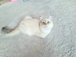 Ragdoll Kitten dürfen ausziehen 