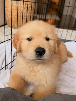 Unsere 5 wunderschönen Golden Retriever Welpen sind endlich bereit für ihr neues Zuhause!   