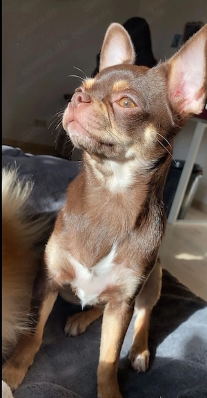 Wunderschöne Chihuahua Hündin 