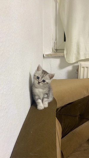 2 Bkh-kitten suchen ein neues zuhause 