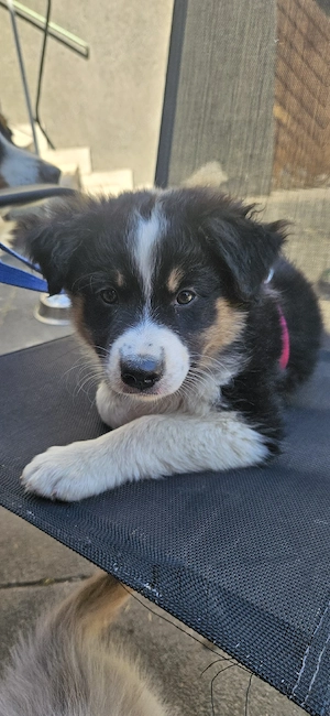 Australian Shepherd