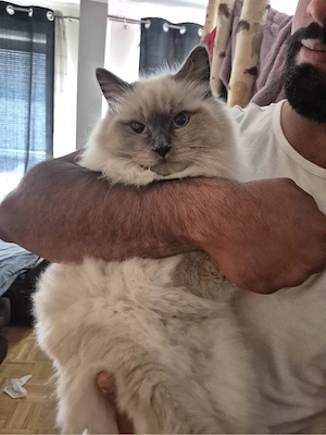 Ragdoll kater 