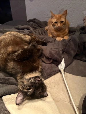 Emma und Moki suchen gemeinsam neues Zuhause