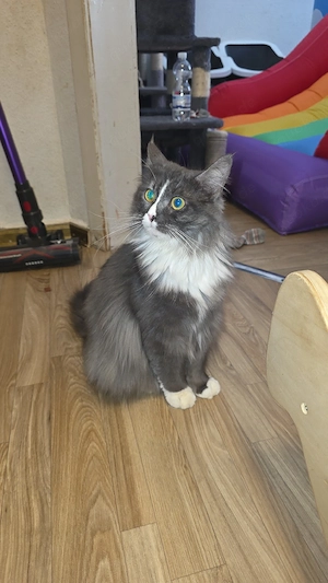 maincoon dame abzugeben