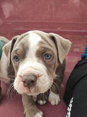 Old english Bulldog Welpen 