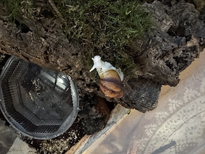 Wunderschöne Achatschnecken Rhodostoma Benin 