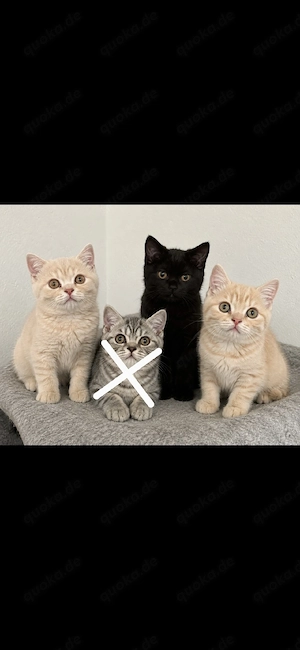 Bkh kitten, suchen ein zu Hause