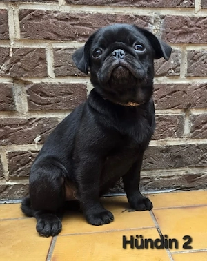 Heute 2.Impfung bekommen    Wir können ausziehen    Zuckersüße Retro Mops Welpen Bild 4