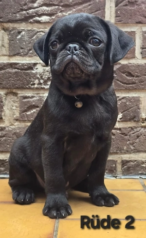 Heute 2.Impfung bekommen    Wir können ausziehen    Zuckersüße Retro Mops Welpen Bild 5